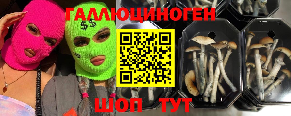 Псилоцибиновые грибы GOLDEN TEACHER Лыткарино